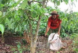 Các nông hộ chăm sóc cà phê đầu năm
